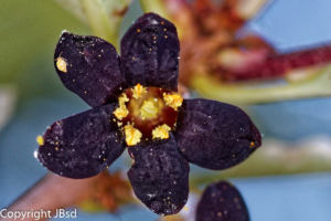 fleurs macrographie