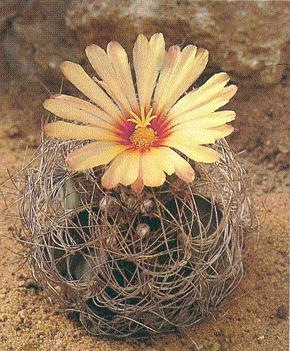 Astrophytum