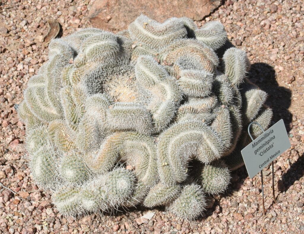 Mammillaria_geminispina_Cristata