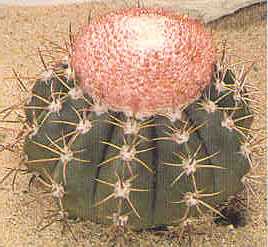 Melocactus