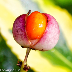 Fruits Proxygraphie