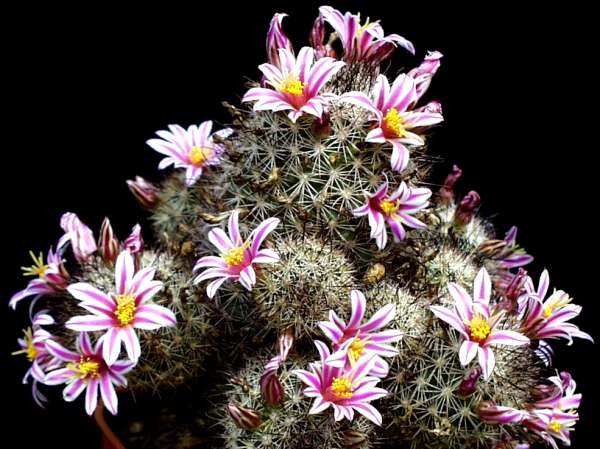 mammillaria_blossfeldiana