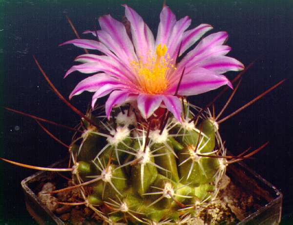 Inflorescence de Thelocactus conothele